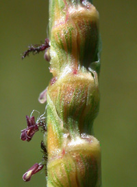 Wrinkled Joint-grass