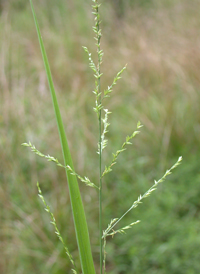 Beaked Panic-grass