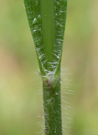 Beaked Panic-grass