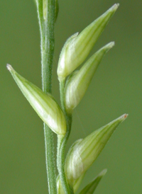 Beaked Panic-grass