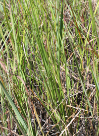 Long-leaved Panic-grass