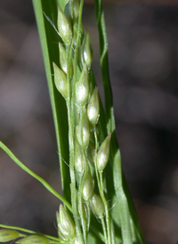 Long-leaved Panic-grass