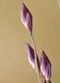 Red-top Panic-grass