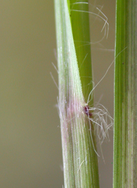 Red-top Panic-grass