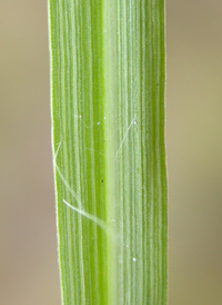 Red-top Panic-grass