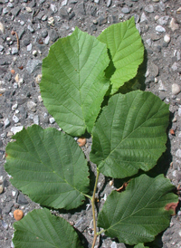 American Hazel