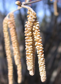 American Hazel