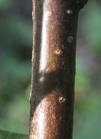 American Hazel