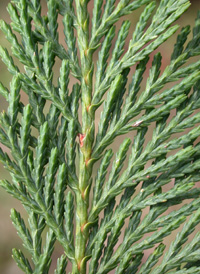 Leyland Cypress