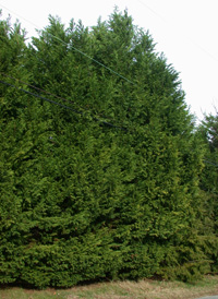 Leyland Cypress