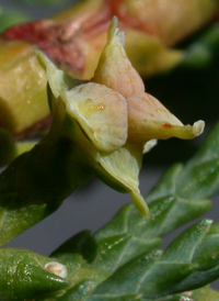 Leyland Cypress