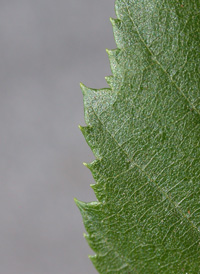 American Hornbeam