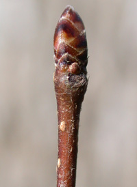 American Hornbeam