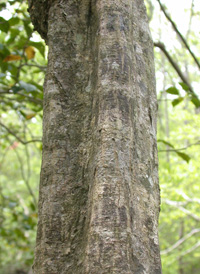 American Hornbeam