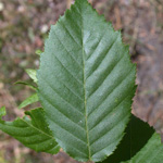 American Hornbeam American Hornbeam