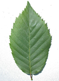 American Hornbeam