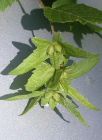 American Hornbeam