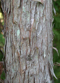 Japanese Cedar