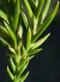 Japanese Cedar