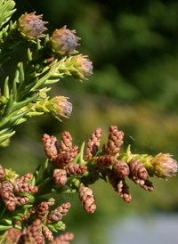 Japanese Cedar