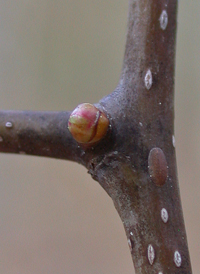 Thicket Hawthorn