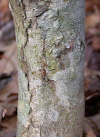 Thicket Hawthorn