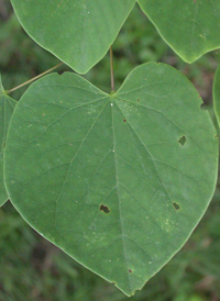 Eastern Redbud