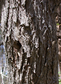 Eastern Redbud