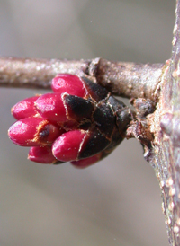 Eastern Redbud