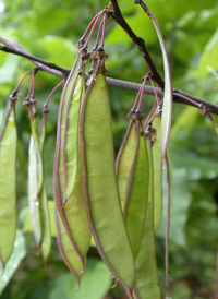 Eastern Redbud