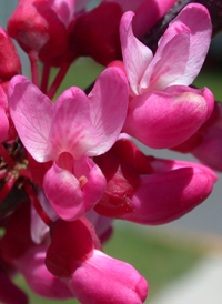 Eastern Redbud