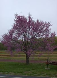 Eastern Redbud