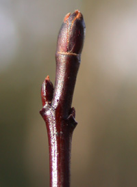 Alternate-leaved Dogwood