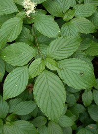 Alternate-leaved Dogwood