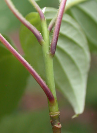 Alternate-leaved Dogwood