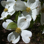 Flowering Dogwood