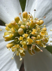 Flowering Dogwood