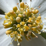 Flowering Dogwood Flowering Dogwood