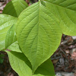 Flowering Dogwood