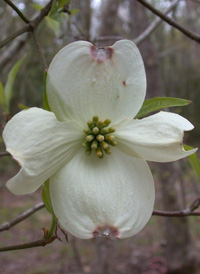 Flowering Dogwood