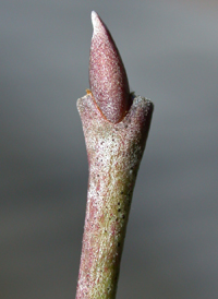 Flowering Dogwood