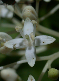 Gray Dogwood