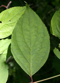 Gray Dogwood