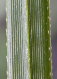 Uruguayan Pampas-grass