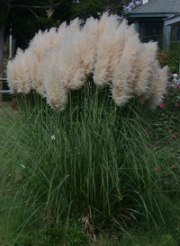 Uruguayan Pampas-grass