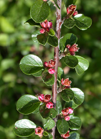 Round-leaved Cotoneaster