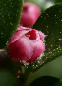 Round-leaved Cotoneaster