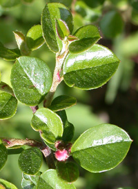 Round-leaved Cotoneaster