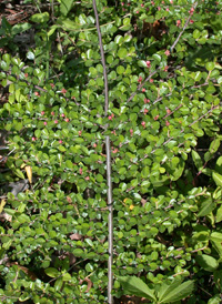 Round-leaved Cotoneaster