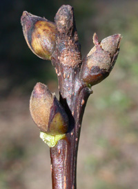 Pignut Hickory